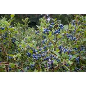Čučoriedka kanadská (Vaccinium corymbosum) - čučoriedkové TRIO 3v1, výška 80-100 cm, kont.C15L
